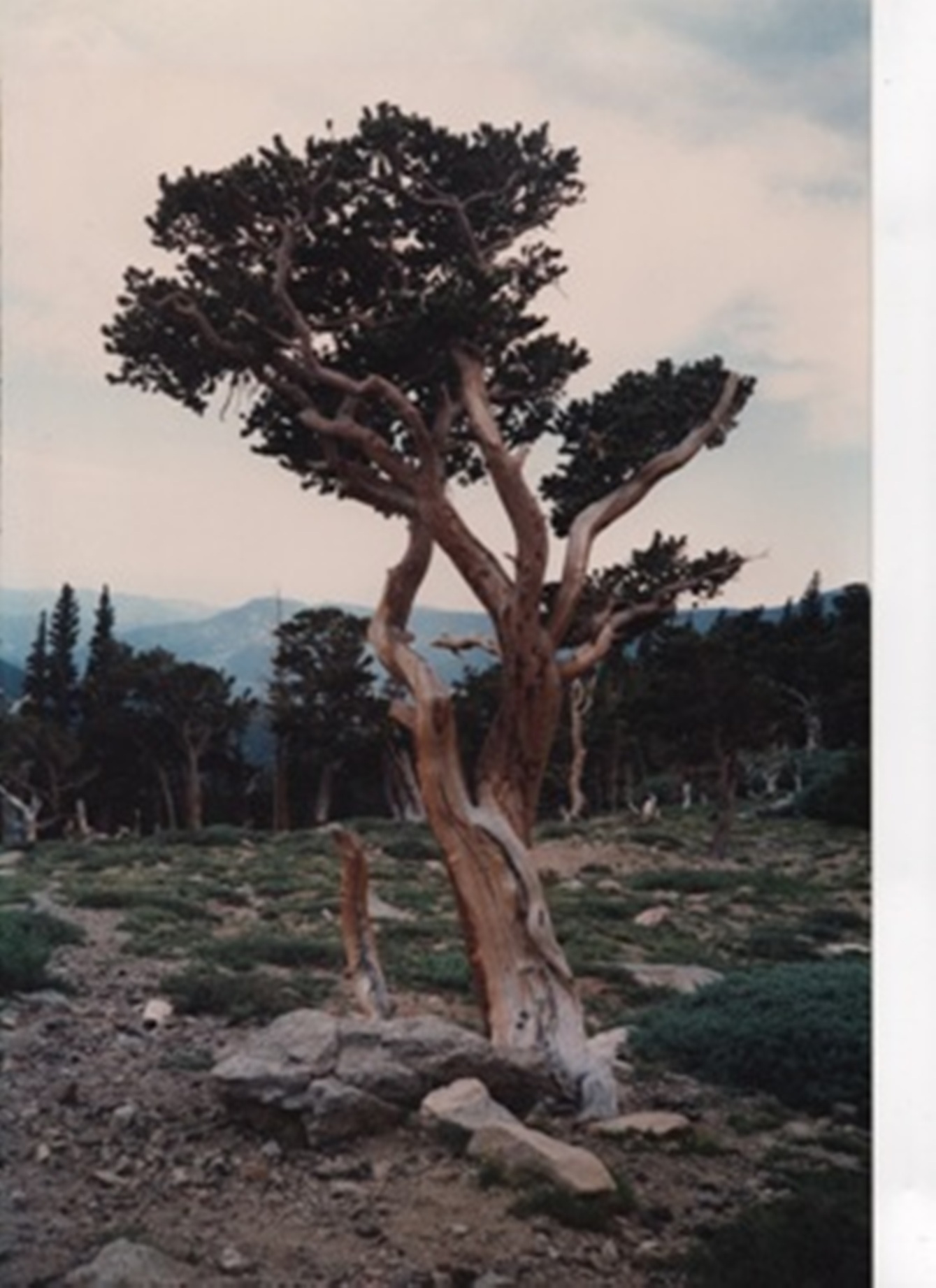 �my-photo-taken-in-the-rocky-mountains--of-a-single-tree--with-light-bark-of-the-trunk-curving-around-the-first-twenty-feet--and-then-a-thin-layer-of-dark-green-leaves-going-across-the-top