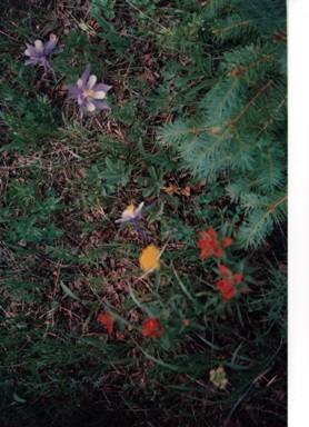 my-photo-of-yellow—pink—blue—red-and-purple--wild-flowers--tucked-among-the-forests--high-in-the-Rocky-Mountains--and-these-flowers-are-protectedd-and-may-not-be-picked”